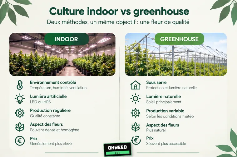 Comparatif de la culture indoor et de la culture greenhouse : environnement, lumière, production, aspect des fleurs et prix