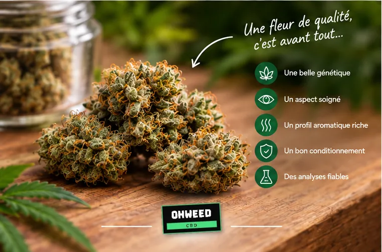 Les critères d'une fleur CBD de qualité : belle génétique, aspect soigné, profil aromatique riche, bon conditionnement, analyses fiables