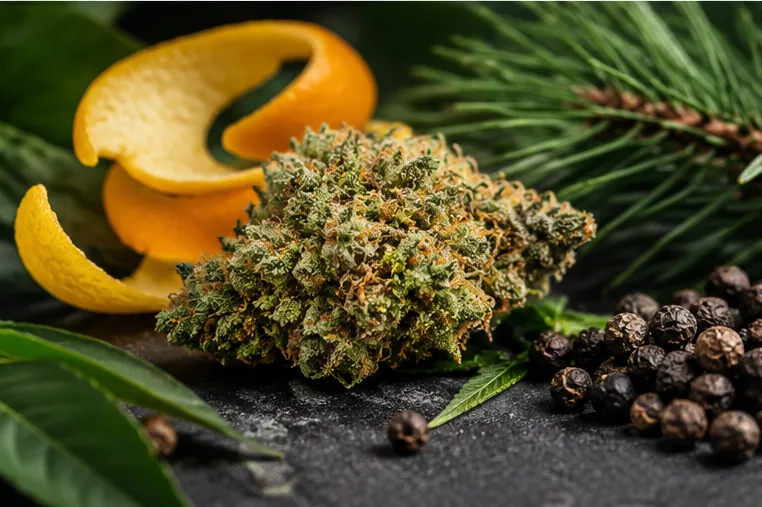 Zeste d'orange, branche de pin et grains de poivre autour d'une fleur CBD